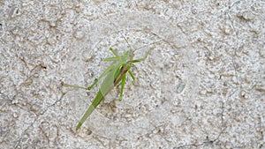 Green grasshopper, cricket insect crawling a wall, bush-cricket Tettigonia viridissima