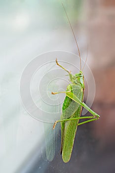Green grasshopper, cricket insect crawling a window, bush-cricket Tettigonia viridissima