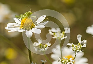 Green grasshopper on daisy flower