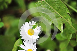 Green grasshopper on daisy