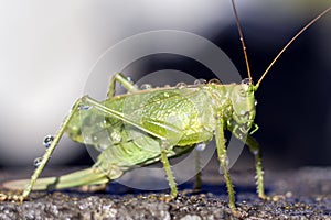 A green grasshopper with dew drops on the body.