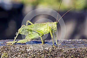 A green grasshopper with dew drops on the body stands on a stone slab.