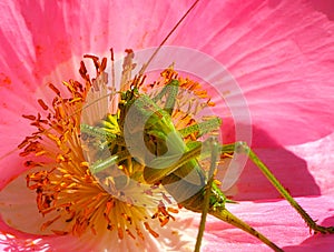 A green grasshopper extracts small spiders from under the stamens of a flower