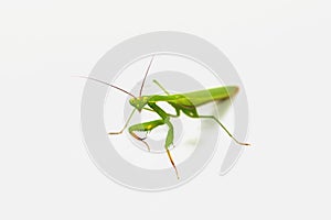 Green grasshopper, face fronted focus, isolated on white background.