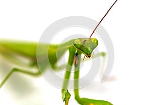 Green grasshopper, face fronted focus, isolated on white background.