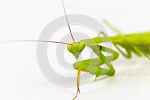 Green grasshopper, face fronted focus, on white background.