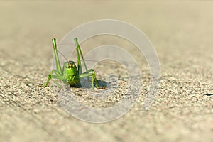 Green grasshopper facing camera