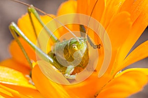 Green grasshopper feeding on a flower in bloom