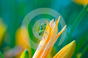 Green grasshopper on a flower close-up