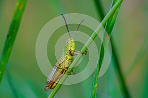 Green grasshopper on a flower close-up