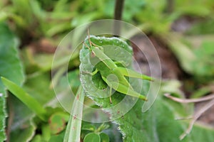 Green grasshopper in the forest, closeup