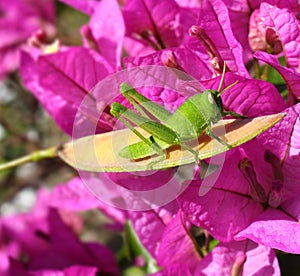 Green Grasshopper in front of Magenta Bougainville