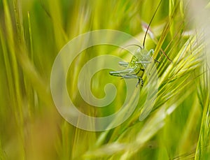 Green grasshopper on the grass