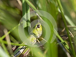 Green grasshopper in the grass close-up. macro photo of an insect