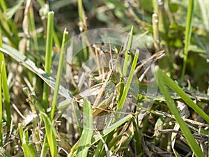 Green grasshopper in the grass close-up. macro photo of an insect