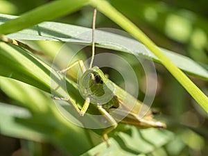 Green grasshopper in the grass close-up. macro photo of an insect