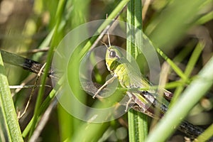Green grasshopper in the grass close-up. macro photo of an insect