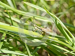 Green grasshopper in the grass close-up. macro photo of an insect