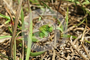 Green grasshopper on the grass, closeup