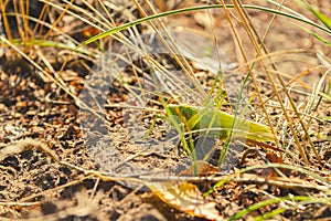 Green grasshopper in grass. Green locusts in yellow grass and autumn leaves.