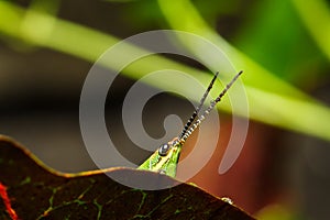 Green grasshopper on grass leaf