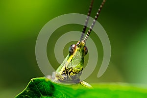 Green grasshopper on grass leaf