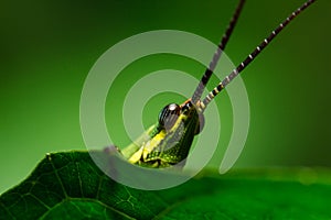 Green grasshopper on grass leaf