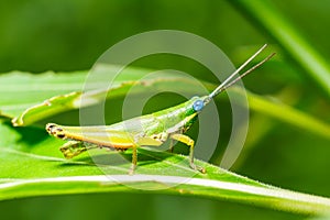 Green grasshopper on grass leaf