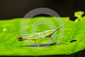 Green grasshopper on grass leaf