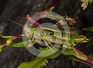 Green grasshopper on a grass stalk in Ukraine forest