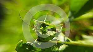 A green grasshopper on a green blade of grass, cleaning paws and antennae close-up. Video.