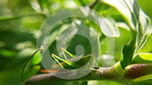 A green grasshopper on a green blade of grass, close-up. Cleans paws. Video