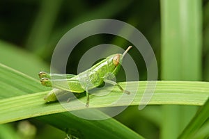 Green grasshopper on green leaf