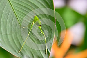 Green grasshopper on green leaf, Insect close up the