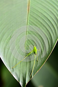 Green grasshopper on green leaf, Insect close up the