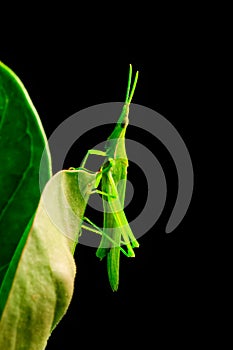 Green grasshopper on green leave