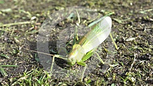 The Green grasshopper on the ground close-up