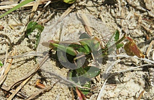 Green grasshopper on the ground, closeup