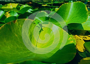 A green grasshopper, hiding in the background of a leaf of a water lily.