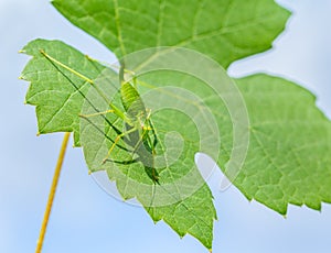 Green grasshopper insect on grape leaf with sky