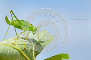 Green grasshopper insect on leaf with sky