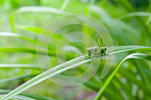 Green grasshopper insect on a long leaf