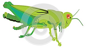 green grasshopper insect vector illustration transparent background