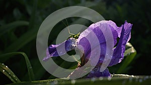 green grasshopper on iris flower
