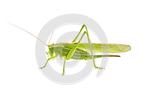Green grasshopper isolated on a white