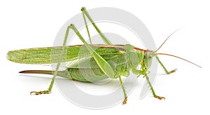 Green grasshopper isolated on white