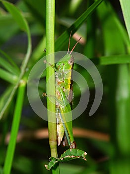 Green Grasshopper - Kuranda, Australia photo