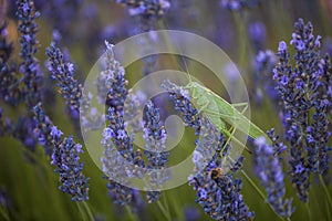 Green grasshopper on the lavender flowers