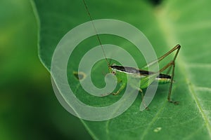 Green grasshopper on leaf in natire photo