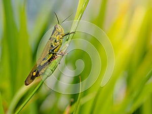 Green grasshopper on a leaf.